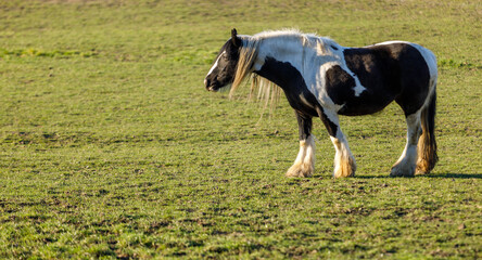 Cheval