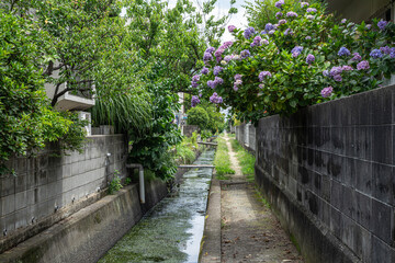 小道と小川と紫陽花と空０５