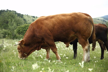 Naklejka na ściany i meble brown cow spreading in the meadow
