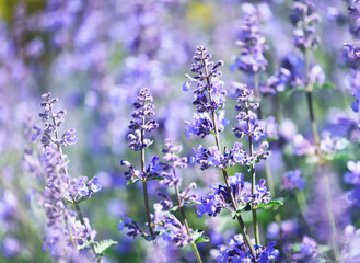 Selective focus on lavender flower. Plant background. Close up.