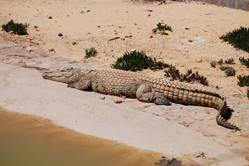 crocodile-4