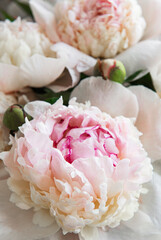 Peony flowers as a natural background