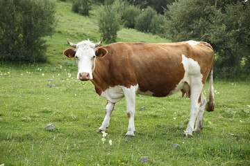 brown cow spreading in the meadow
