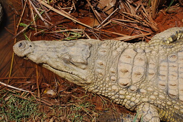 crocodile-3