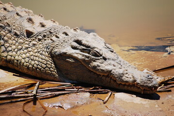 crocodile-2