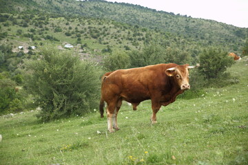 brown cow spreading in the meadow