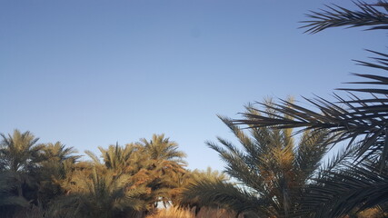 palm trees against the sky