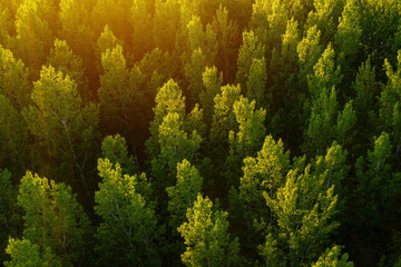 Green aspen tree forest from drone pov