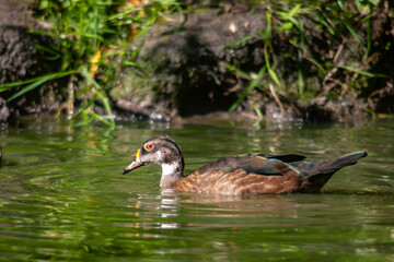 Canard mandarin femelle sur l'étang