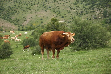 Fototapeta na wymiar brown cow spreading in the meadow