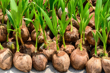 The seedlings of the coconut trees that are neatly laid out after being removed from the plot. Small coconut tree.