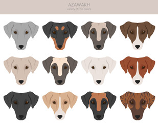 Azawakh all colours clipart. Different coat colors and poses set