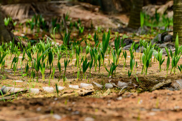 Seedlings of coconut trees in the cultivated area. Coconut plantation