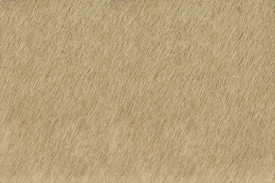 Beige hair on hide leather texture high resolution