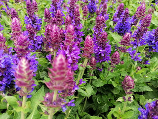 Purple salvia flower plant close-up stock images. Beautiful blue decorative garden plant full frame stock photo