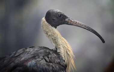 portrait of straw-necked ibis