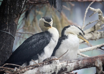 a pair of cormorants on the branch