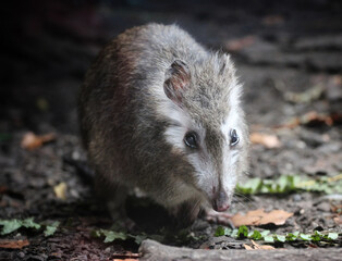 wild mouse in the woods