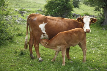 Naklejka na ściany i meble brown cow spreading in the meadow