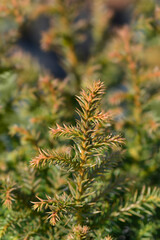 Japanese cedar Vilmoriniana