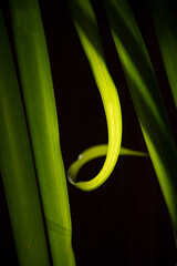 close up of a green leaf