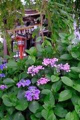 小江戸川越の初夏　八幡宮に紫陽花が咲くころ