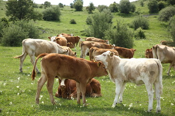 Fototapeta na wymiar brown cow spreading in the meadow