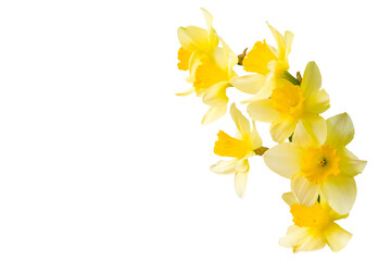 yellow daffodil isolated on a white background