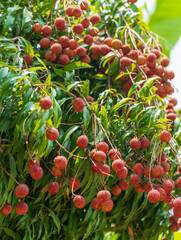 Bunch of lychees on a big tree, Fresh Lychee Fruits