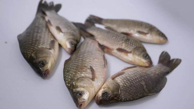 Fresh Live River Fish Crucian Carp Lies in Sink. A live fish opens its mouth, breaths with gills. Carp or crucian carp. Crucian carp covered with mucus and scales. Fisherman catch. Zoom. Close up.
