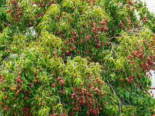 Bunch of lychees on a big tree, Fresh Lychee Fruits