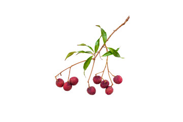 Fresh lychees on white background:isolated