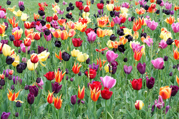 field of multicoloured tulips in various shapes