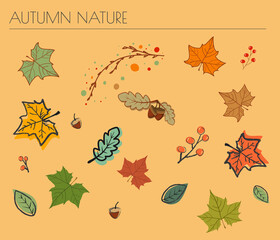 Set of Pine Cones, Acorns and Autumn leaves in  autumn colors isolated vector illustration