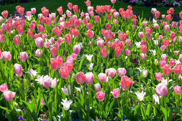 Urban flowerbed filled with an assortment of colourful spring flowers