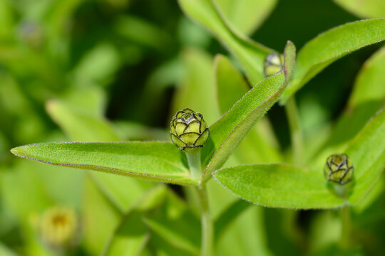 "Common Zinnia" Images – Browse 9,290 Stock Photos, Vectors, and Video ...