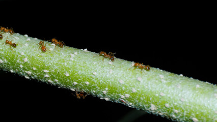 ants colony on a leaf