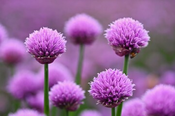 Beautiful flowering purple plant - chives. Natural colorful background in sunny and summer day.(Allium schoenoprasum) - Powered by Adobe