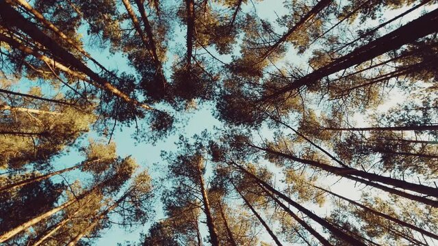 View up, bottom view of pine trees in forest in sunshine. Royalty high-quality free 4k stock video footage of big and tall pine tree with sun light, cloudless in forest when looking up blue sky