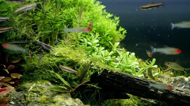 healthy plants and moss oxygenate iwagumi Amano style nature freshwater aquarium with air bubbles, planted aquascape design, blurred dwarf fish and algae eaters