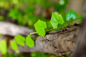 The leaves are creeping on the logs.