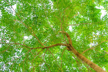 Fototapeta premium leaves viewed from the bottom of a tree on a white background. leaf background.