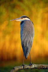 The gray heron (Ardea cinerea) sitting on the branch at sunset. Great Gray Heron with orange reeds in the background at sunset. A typical picture of Central European ponds.