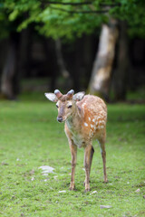 The fallow deer (Dama dama), a young male with budding antlers in the summer forest. Young deer with a dark forest in the background.