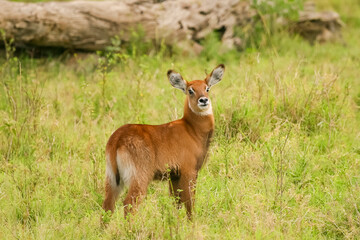 Naklejka na ściany i meble Cobe Defassa Kobus Defassa Antilope Waterbuck Afrique Kenya