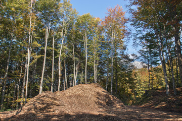 woodchips pile, bunch of small pieces of wood in the forest used as a biomass solid fuel or an organic mulch