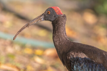 Rednap ibis closeup in wild