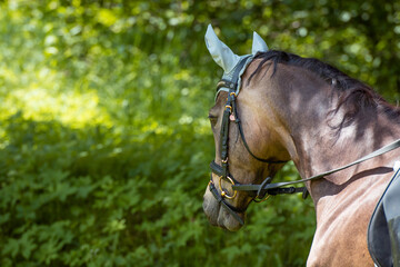 Fototapeta premium Reitpferd / Reitpony