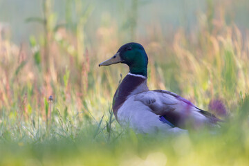 Canard colvert Anas platyrhynchos en gros plan