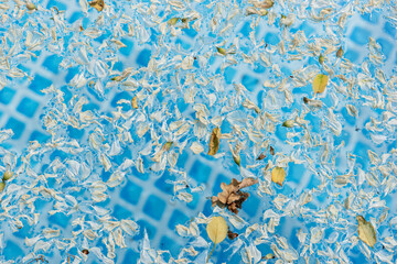 Texture of the water in the pool with many robinia flowers. Abstract summer background